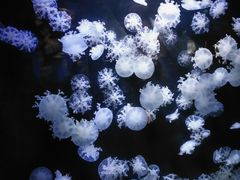 -亚龙湾海底世界