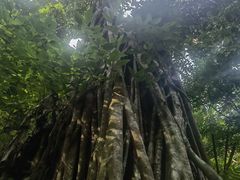 -西双版纳原始森林公园