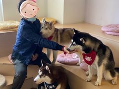 -Husky Go! 哈士奇体验馆·宠物咖啡厅狗咖
