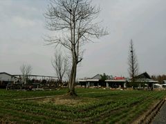 -田园东方蜜桃村的田野营地