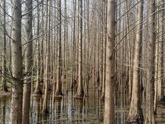 -桤木河湿地公园