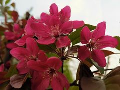 -海棠花溪(元大都城垣遗址公园)