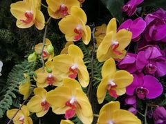 -北京植物园-展览温室