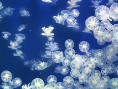 -海合安武汉极地海洋公园