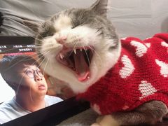 -东方名猫馆·英短金渐层布偶猫舍(环线广场1号楼店)