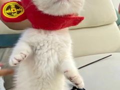 -lincat·猫舍(广州店)