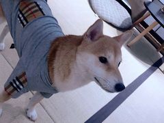 -逗柴咖啡屋·狗咖猫咖宠物桌游