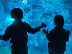 -芜湖新华联大白鲸海洋公园