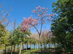 -广东花都湖国家湿地公园