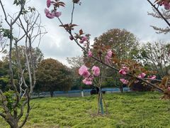 -高东镇樱花园