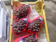 -马陆小张葡萄园农家乐