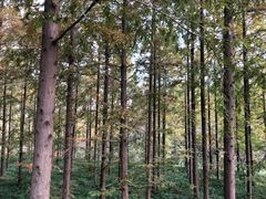 -黄海国家森林公园