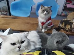 -松果猫咖(桐乡吾悦金街店)