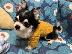 -萌宠之家·腊肠犬·马尔泰·小体犬舍
