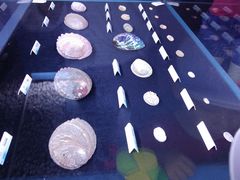 -贝壳梦幻世界