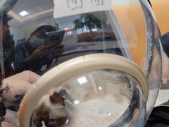 -北京观赏动物医院·24小时大型综合·猫专科·异宠专科