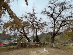 -千年银杏谷文化旅游区
