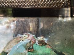 -酷以爬仙阁实体爬宠店·守宫·蜥蜴·专业繁育