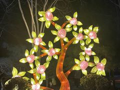 -南宫五洲植物乐园