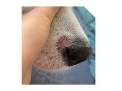 -趣玩宠物乐园寄养训犬训狗游泳池
