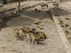 -西霞口神雕山野生动物世界