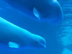 -海合安成都极地海洋公园