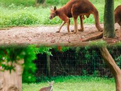 -杭州野生动物世界