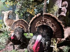 -陕西自然博物馆