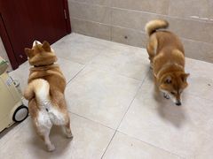 -艾贝尔宠物医院·狂犬免疫点(江山金象城店)