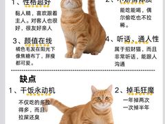 -翊宠yipet猫狗购宠庄园犬舍•猫舍