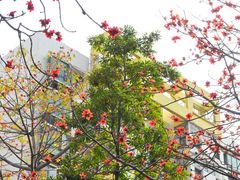 -深圳国际园林花卉博览园