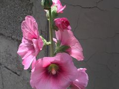 -井塘古村