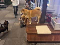 -瑞虹新天地月亮湾