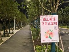 -南汇新场正宗水蜜桃采摘