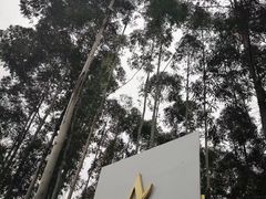 门面-桉树林A coffee 森林餐厅(三圣乡店)