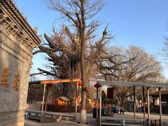 -大槐树寻根祭祖园