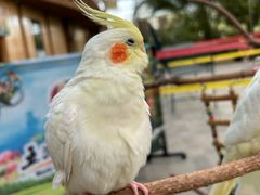 -南宫五洲植物乐园