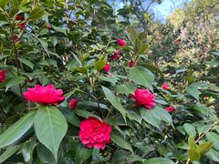 -武汉大学-樱园