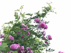 -白鹭湾湿地公园