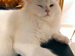-飞行喵MR PILOT|猫舍·猫咖(静安大融城店)
