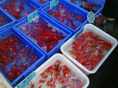 -清平路水族市场