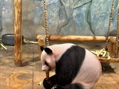 -深圳野生动物园