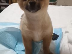 -宠颐生嘉德动物医院