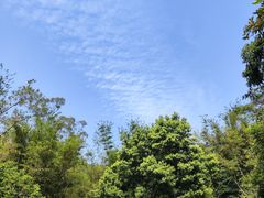 -田心森林公园