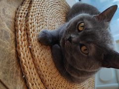 -Catmate·猫肥家润(金润铂宫店)