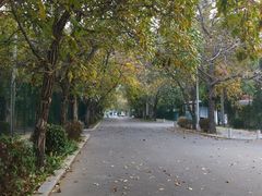 -三里屯东五街银杏大道