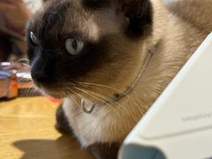 -藏猫猫咖啡主题馆(中央大道店)