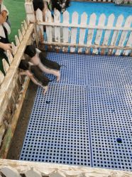 -萌宠亲子动物乐园(槐房万达店)