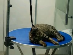 -PETKIT 小佩宠物·低压洗护·美容·寄养(安远店)