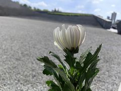 -侵华日军南京大屠杀遇难同胞纪念馆-停车场